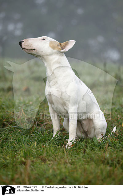 sitzender Bullterrier / sitting English Bull Terrier / RR-47092