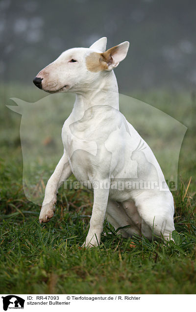 sitzender Bullterrier / sitting English Bull Terrier / RR-47093