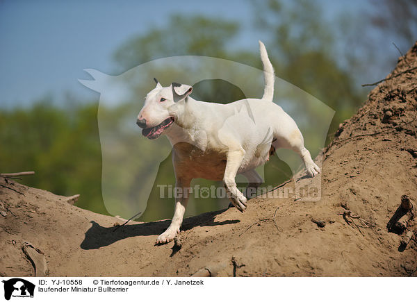 laufender Miniatur Bullterrier / walking Miniature Bull Terrier / YJ-10558