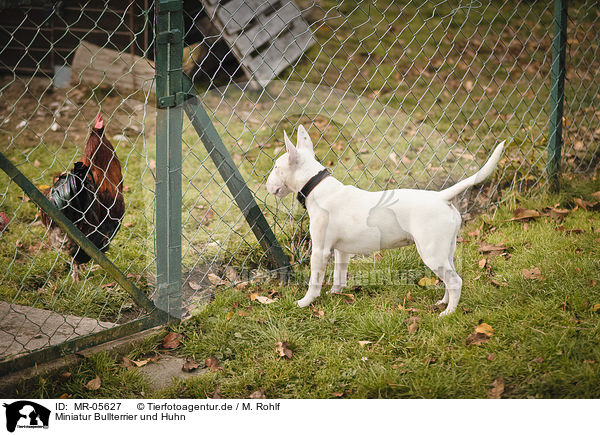 Miniatur Bullterrier und Huhn / Miniature Bull Terrier and chicken / MR-05627