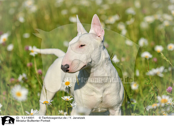 Miniatur Bullterrier Portrait / Miniature Bullterrier Portrait / YJ-14891