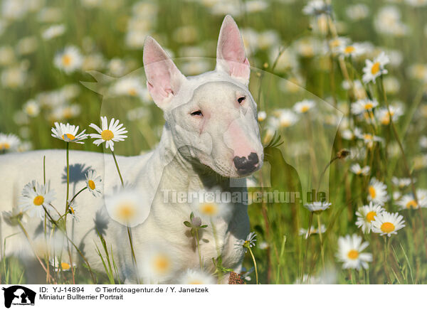 Miniatur Bullterrier Portrait / Miniature Bullterrier Portrait / YJ-14894