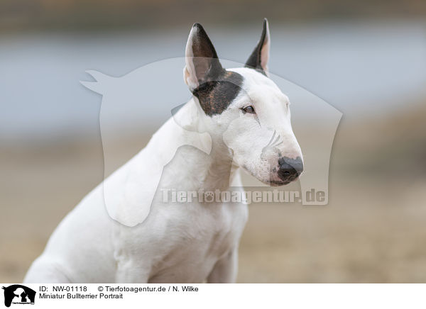 Miniatur Bullterrier Portrait / Miniature Bull Terrier Portrait / NW-01118