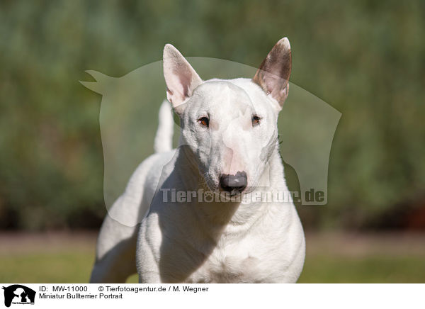 Miniatur Bullterrier Portrait / Miniature Bullterrier Portrait / MW-11000