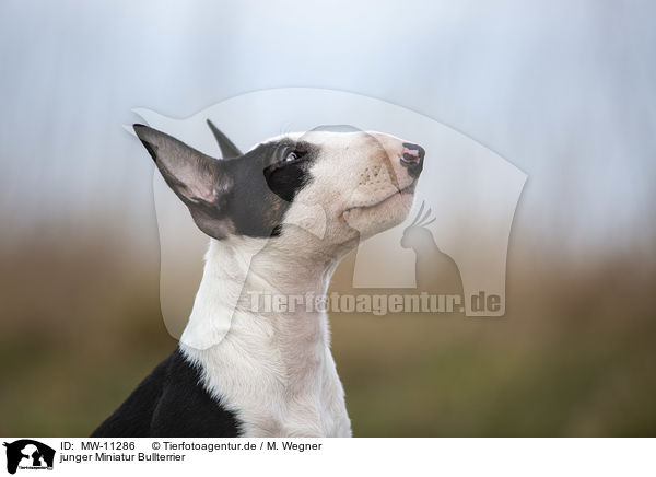 junger Miniatur Bullterrier / young Miniature Bullterrier / MW-11286