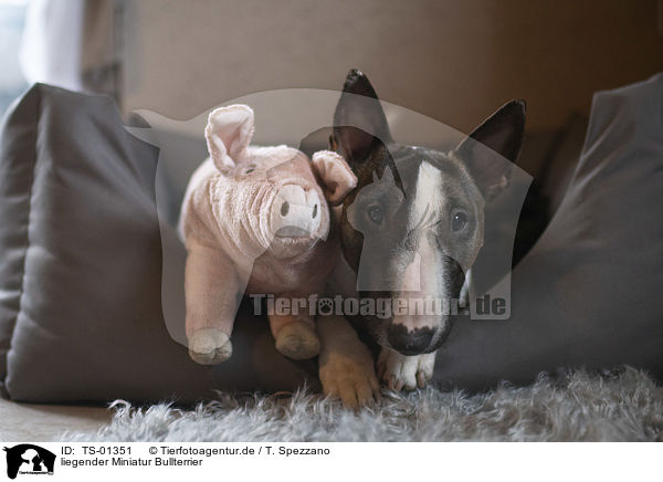 liegender Miniatur Bullterrier / lying Miniature Bull Terrier / TS-01351