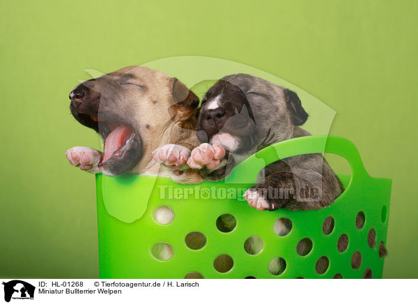 Miniatur Bullterrier Welpen / Miniature Bull Terrier Puppies / HL-01268
