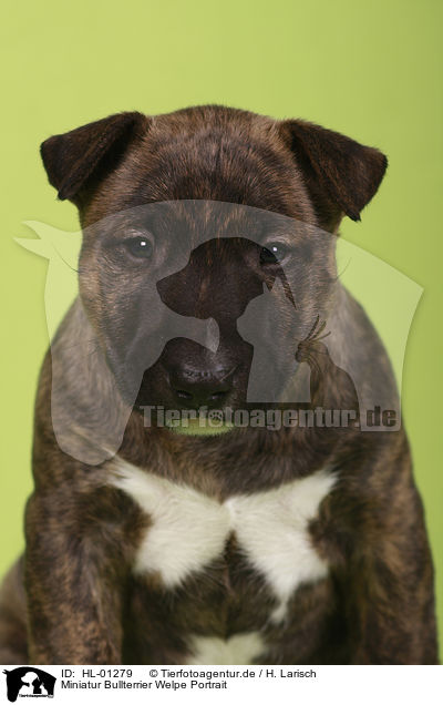 Miniatur Bullterrier Welpe Portrait / Miniature Bull Terrier Puppy Portrait / HL-01279