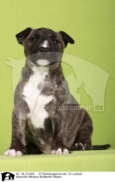 sitzender Miniatur Bullterrier Welpe / sitting Miniature Bull Terrier Puppy / HL-01293