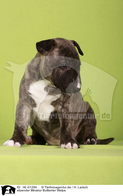sitzender Miniatur Bullterrier Welpe / sitting Miniature Bull Terrier Puppy / HL-01294