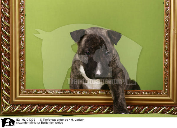 sitzender Miniatur Bullterrier Welpe / sitting Miniature Bull Terrier Puppy / HL-01306