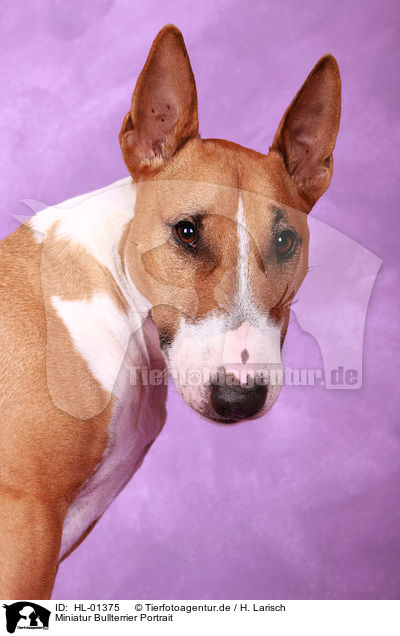 Miniatur Bullterrier Portrait / Miniature Bull Terrier Portrait / HL-01375