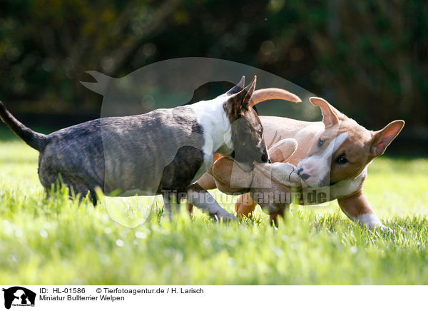 Miniatur Bullterrier Welpen / Miniature Bull Terrier Puppies / HL-01586