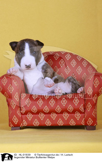liegender Miniatur Bullterrier Welpe / lying Miniature Bull Terrier Puppy / HL-01839