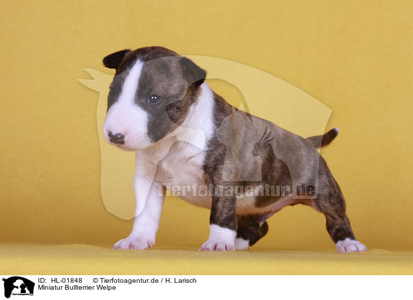 Miniatur Bullterrier Welpe / Miniature Bull Terrier Puppy / HL-01848