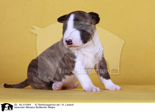 sitzender Miniatur Bullterrier Welpe / sitting Miniature Bull Terrier Puppy / HL-01849