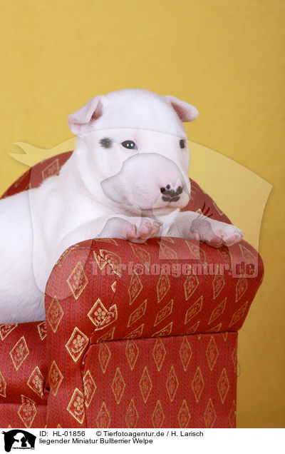 liegender Miniatur Bullterrier Welpe / lying Miniature Bull Terrier Puppy / HL-01856