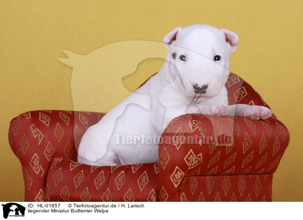 liegender Miniatur Bullterrier Welpe / lying Miniature Bull Terrier Puppy / HL-01857