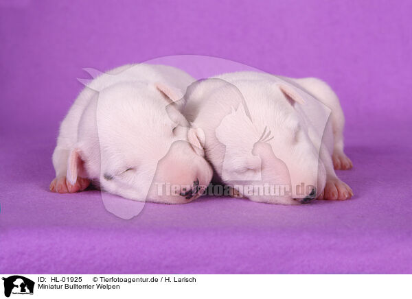 Miniatur Bullterrier Welpen / Miniature Bull Terrier Puppies / HL-01925