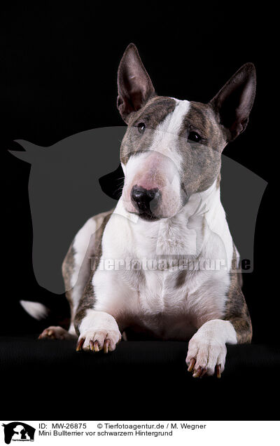 Mini Bullterrier vor schwarzem Hintergrund / Mini Bull Terrier inf ront of black background / MW-26875