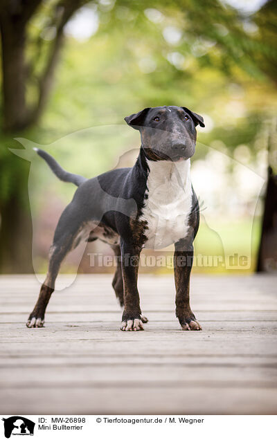 Mini Bullterrier / Mini Bull Terrier / MW-26898