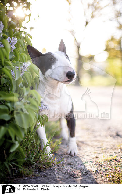 Mini Bullterrier im Flieder / Mini Bull Terrier in syringa / MW-27040