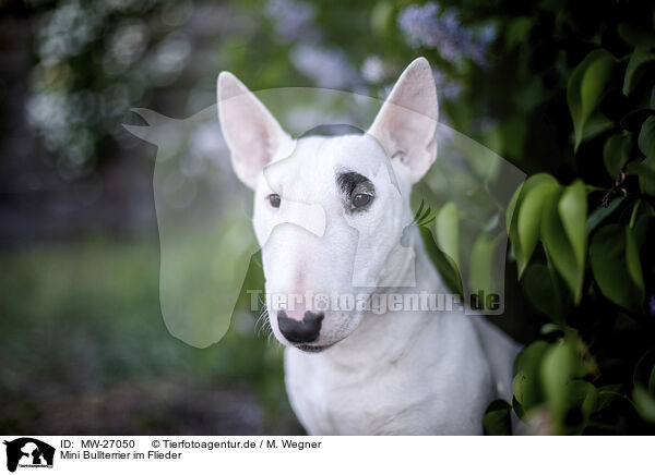 Mini Bullterrier im Flieder / Mini Bull Terrier in syringa / MW-27050