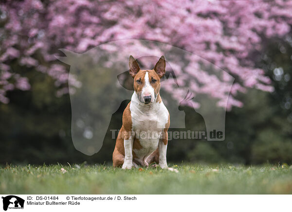 Miniatur Bullterrier Rde / male Miniature Bullterrier / DS-01484