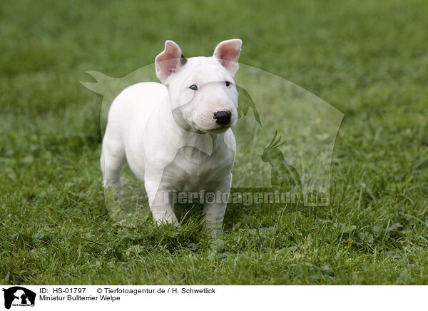 Miniatur Bullterrier Welpe / Miniature Bull Terrier Puppy / HS-01797