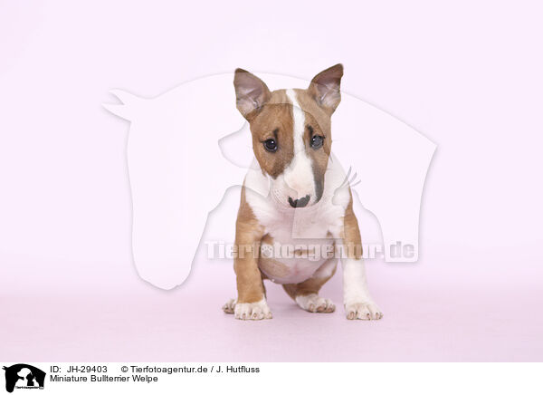 Miniature Bullterrier Welpe / Miniature Bull Terrier Puppy / JH-29403