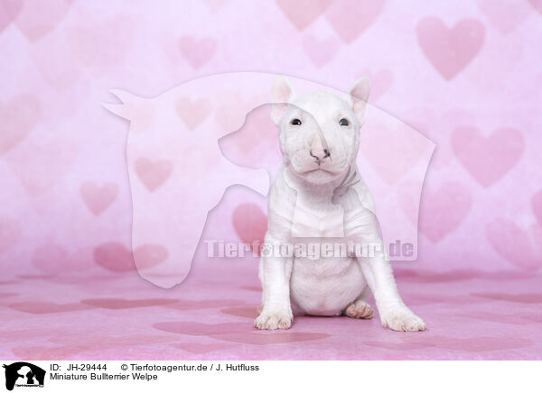 Miniature Bullterrier Welpe / Miniature Bull Terrier Puppy / JH-29444