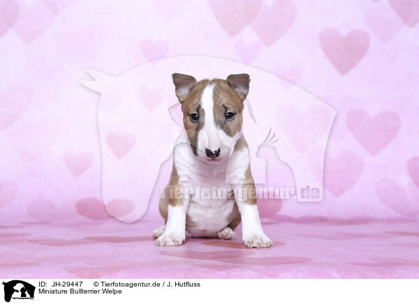 Miniature Bullterrier Welpe / Miniature Bull Terrier Puppy / JH-29447