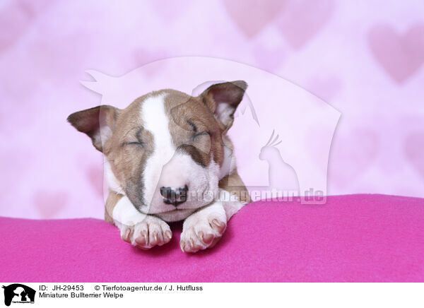 Miniature Bullterrier Welpe / Miniature Bull Terrier Puppy / JH-29453