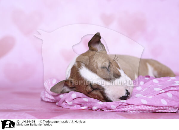 Miniature Bullterrier Welpe / Miniature Bull Terrier Puppy / JH-29458