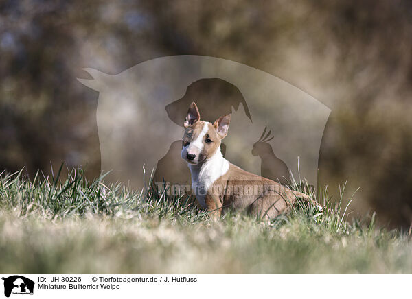 Miniature Bullterrier Welpe / Miniature Bull Terrier Puppy / JH-30226