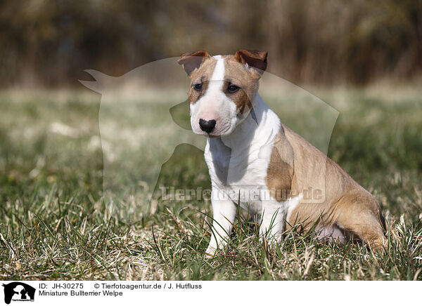 Miniature Bullterrier Welpe / Miniature Bull Terrier Puppy / JH-30275