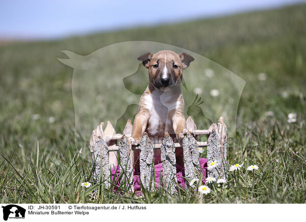 Miniature Bullterrier Welpe / JH-30591