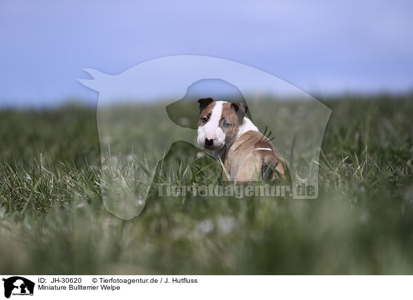 Miniature Bullterrier Welpe / JH-30620