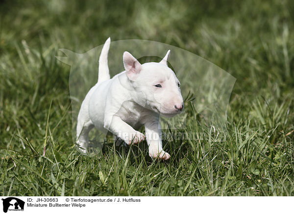 Miniature Bullterrier Welpe / Miniature Bull Terrier Puppy / JH-30663
