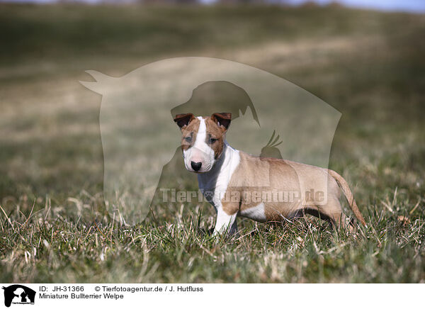 Miniature Bullterrier Welpe / Miniature Bull Terrier Puppy / JH-31366