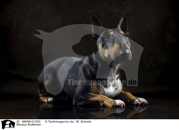 Miniatur Bullterrier / MARS-01200