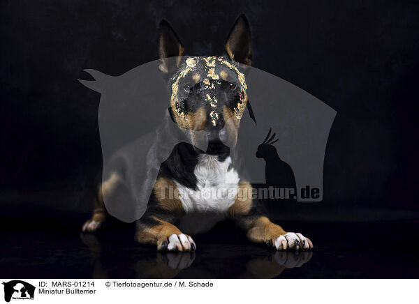 Miniatur Bullterrier / MARS-01214