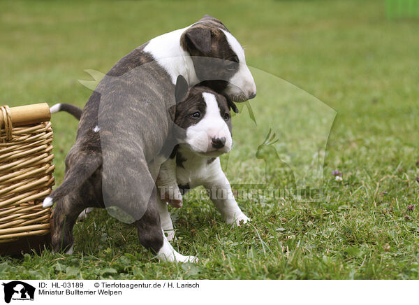 Miniatur Bullterrier Welpen / Miniature Bull Terrier Puppies / HL-03189