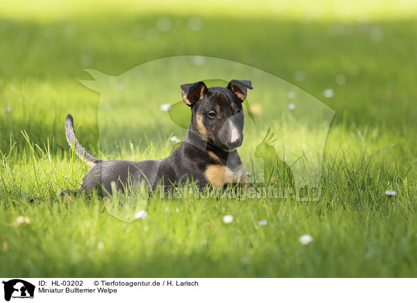Miniatur Bullterrier Welpe / Miniature Bull Terrier Puppy / HL-03202