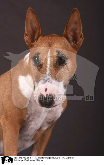 Miniatur Bullterrier Rde / male Miniature Bull Terrier / HL-03264