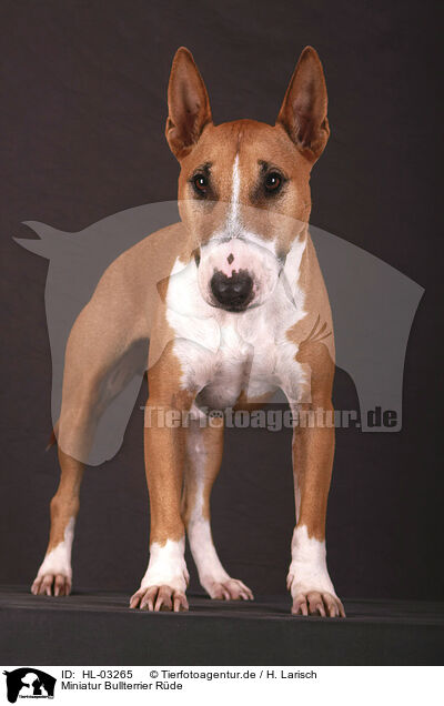 Miniatur Bullterrier Rde / male Miniature Bull Terrier / HL-03265