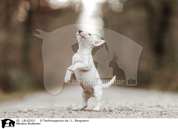 Miniatur Bullterrier / Miniature Bull Terrier / LB-02331