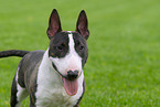 Zwergbullterrier