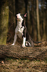 Miniatur Bullterrier