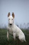 sitzender Bullterrier